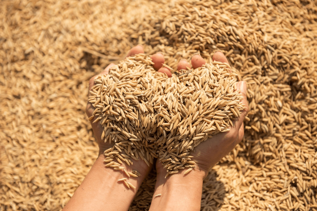 Lohri is predominantly celebrated as a harvest festival, that is showing in this picture with paddy